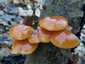 Téli fülőke (Flammulina velutipes), Budai-hegység